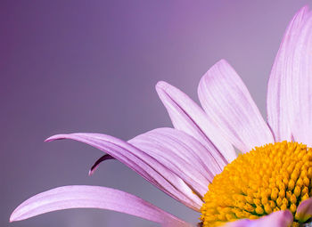 Close-up of pink flower against blue background