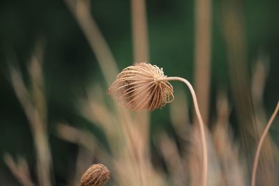 Close-up of wilted flower