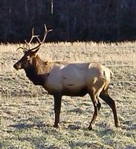 View of deer in field