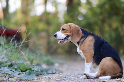 Side view of a dog looking away