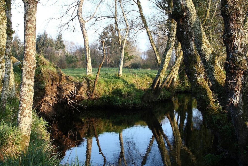 tree, tranquility, water, tranquil scene, nature, tree trunk, growth, reflection, scenics, lake, beauty in nature, branch, forest, sky, idyllic, plant, day, river, waterfront, landscape