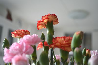 Close-up of red flowers blooming outdoors