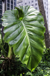 Close-up of fresh green plant