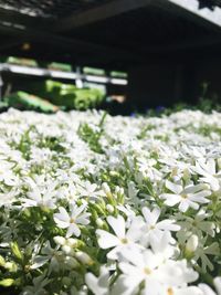 Close-up of flowers blooming in greenhouse