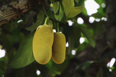 Low angle view of fruits hanging on tree