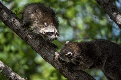 Close-up of animals on tree