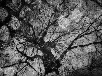 Low angle view of bare tree against sky