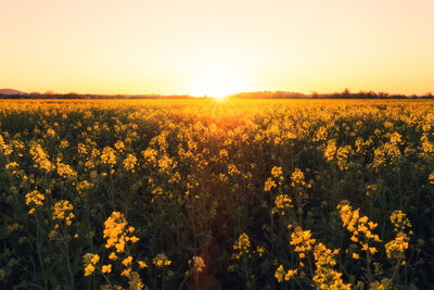 Scenic view of yellow flower field against sky during sunset