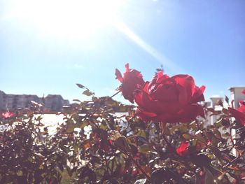 Close-up of red flowers against sky