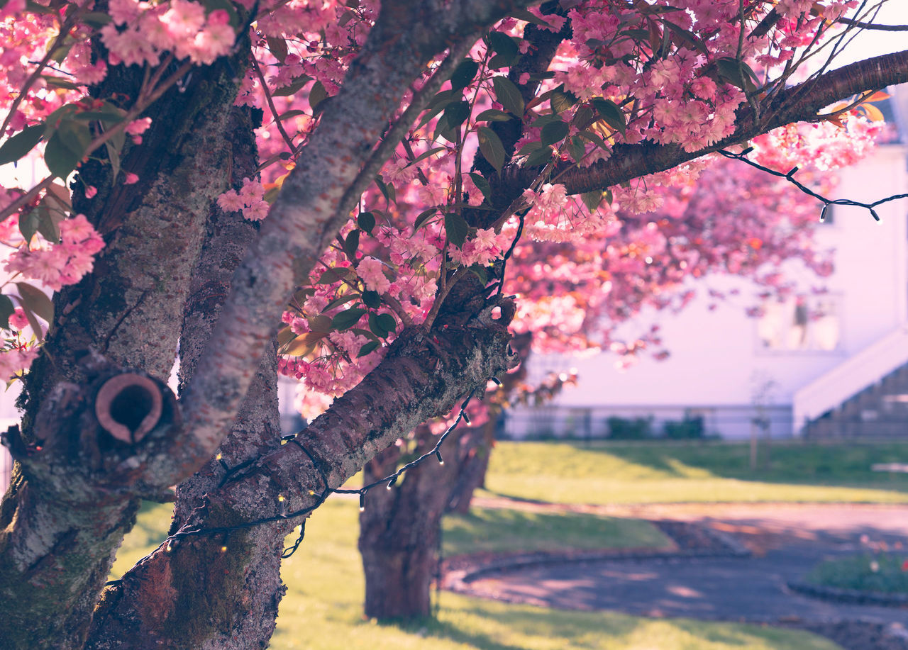 CLOSE-UP OF PINK CHERRY BLOSSOM TREE