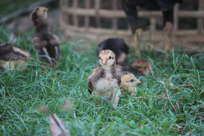 View of a bird on field