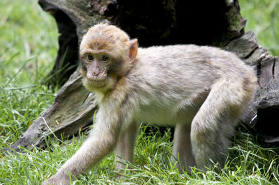 Portrait of monkey sitting on grass