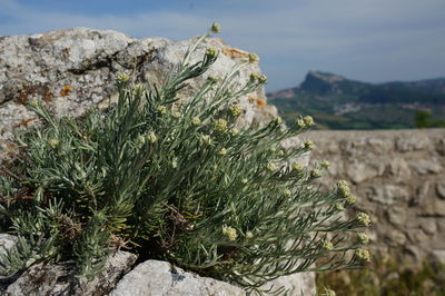 Close-up of pine tree