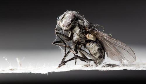 Close-up of fly against black background