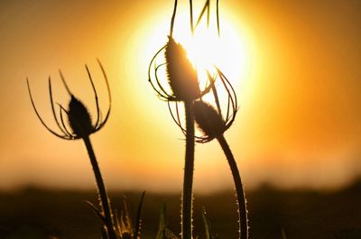 Close-up of plant against sky at sunset