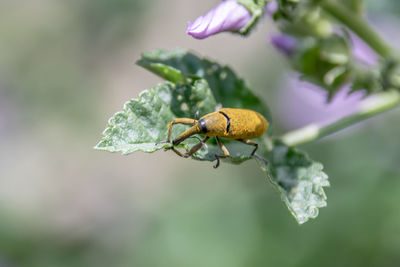 Close-up of insect on flower