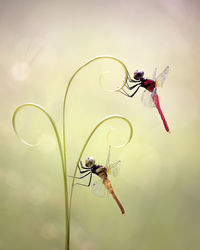Close-up of dragonflies on plant