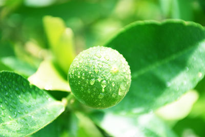 Green lemon and drops of water after the rain has a blurred background, lemon background