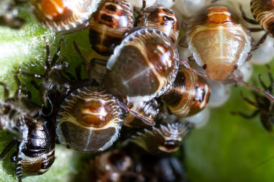 Close-up of insect