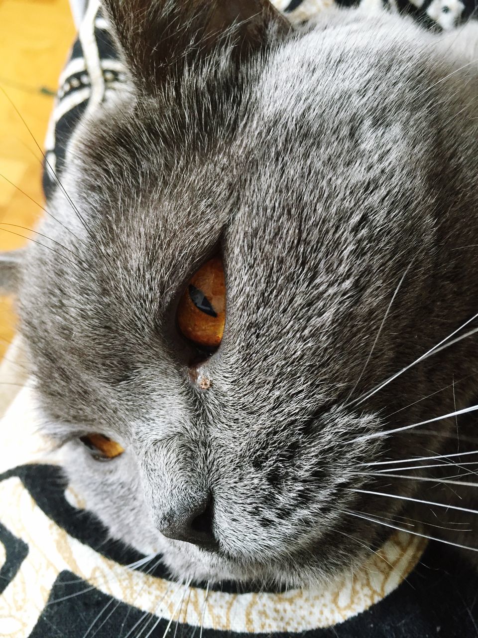 CLOSE-UP PORTRAIT OF CAT ON BED