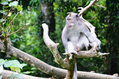 Low angle view of monkey sitting on branch against trees