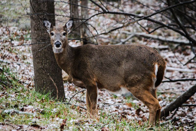 Portrait of deer in the forest