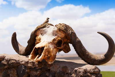 Close-up of animal skull on rock