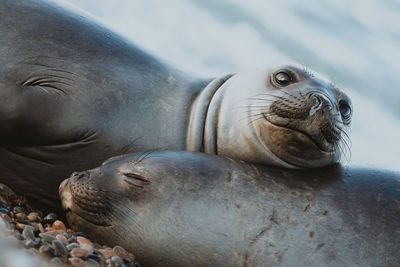 Close-up of seals at beach