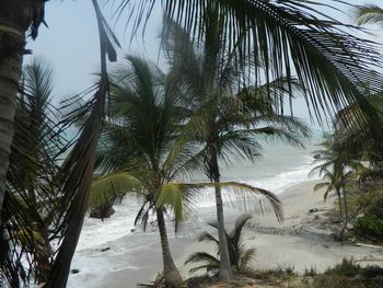 Palm trees on beach against sky