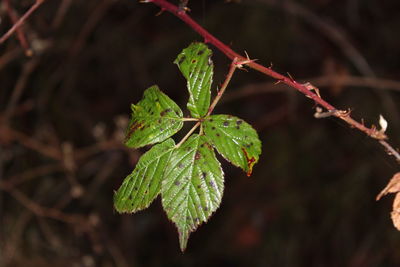 Close-up of fresh green plant