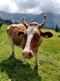 Cow standing in a field