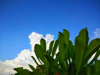 Low angle view of plants against blue sky