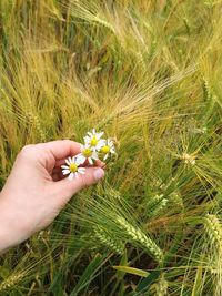 Close-up of cropped hand holding dandelion