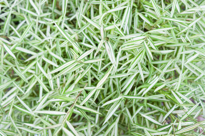 Full frame shot of green plant in field