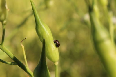 Close-up of insect on leaf