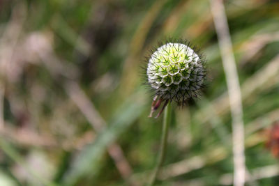 Close-up of white dandelion flower