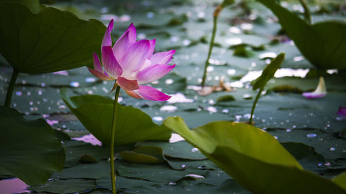 Pink lotus water lilies blooming in pond