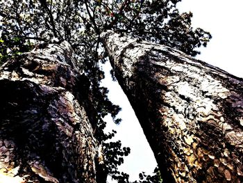 Low angle view of tree against sky