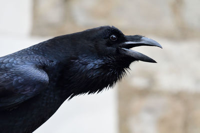 Close up of a squawking raven 