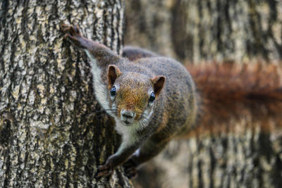 Close-up of squirrel on tree trunk