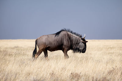 Side view of a wilderbeest on field