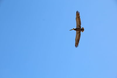 Low angle view of bird flying in sky
