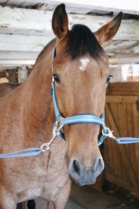 Brown horse in barn