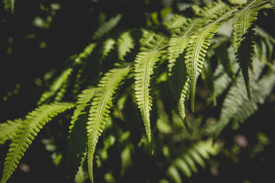 Close-up of fern plant