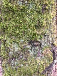 Full frame shot of moss growing on rock