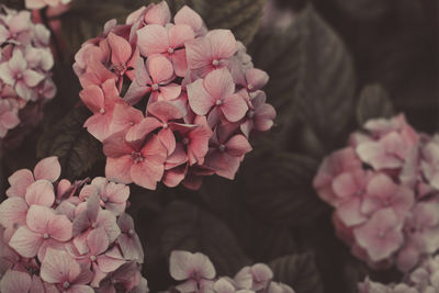 Close-up of pink flowers