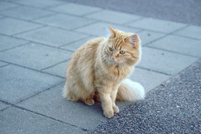 Portrait of cat sitting on footpath