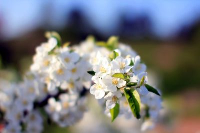 Close-up of white flowering plant