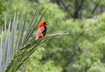 Close-up of bird perching on plant