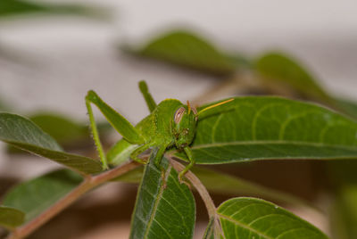 Close-up of insect on leaf